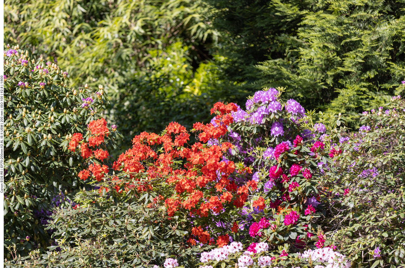 Bunte Blumenpracht