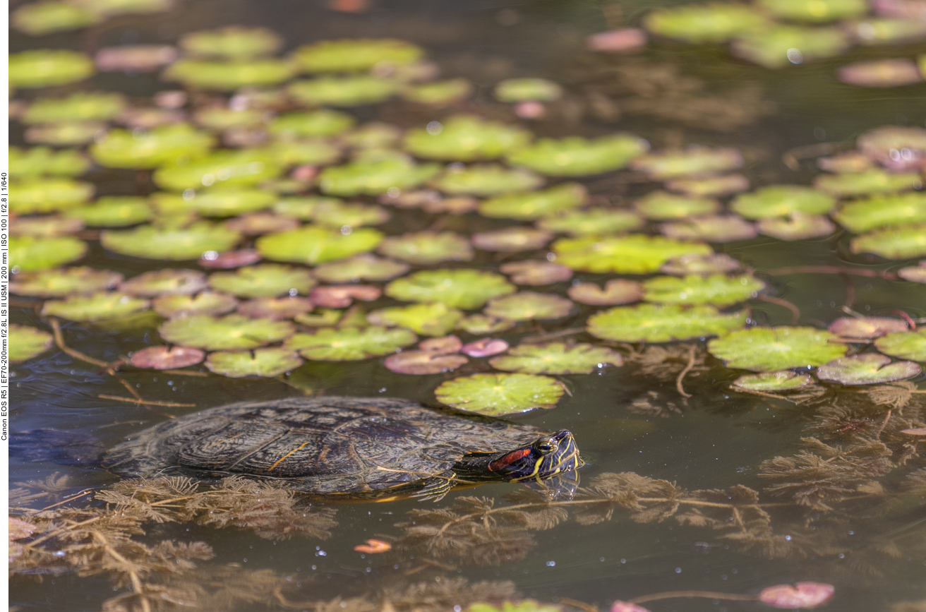 Wasserschildkröte