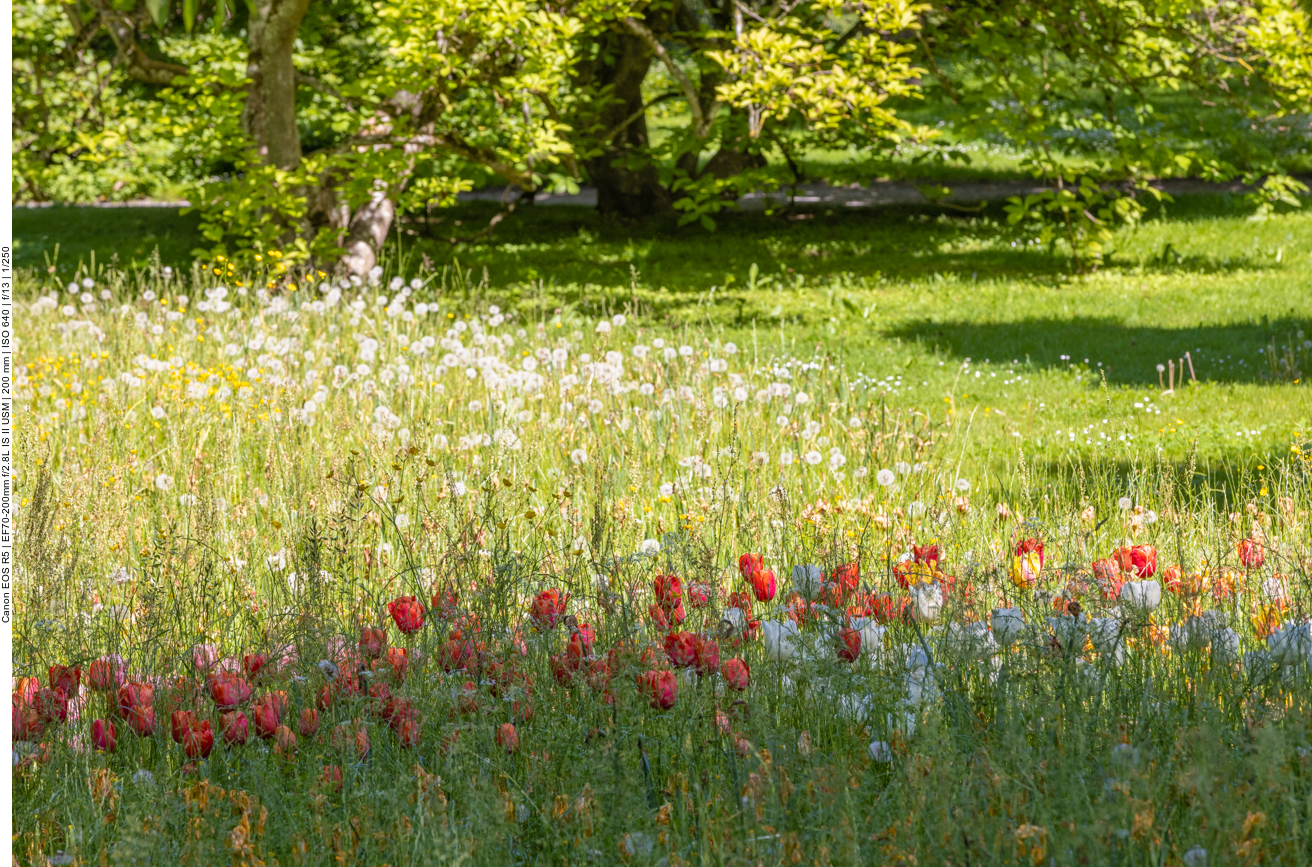 Tulpenwiese