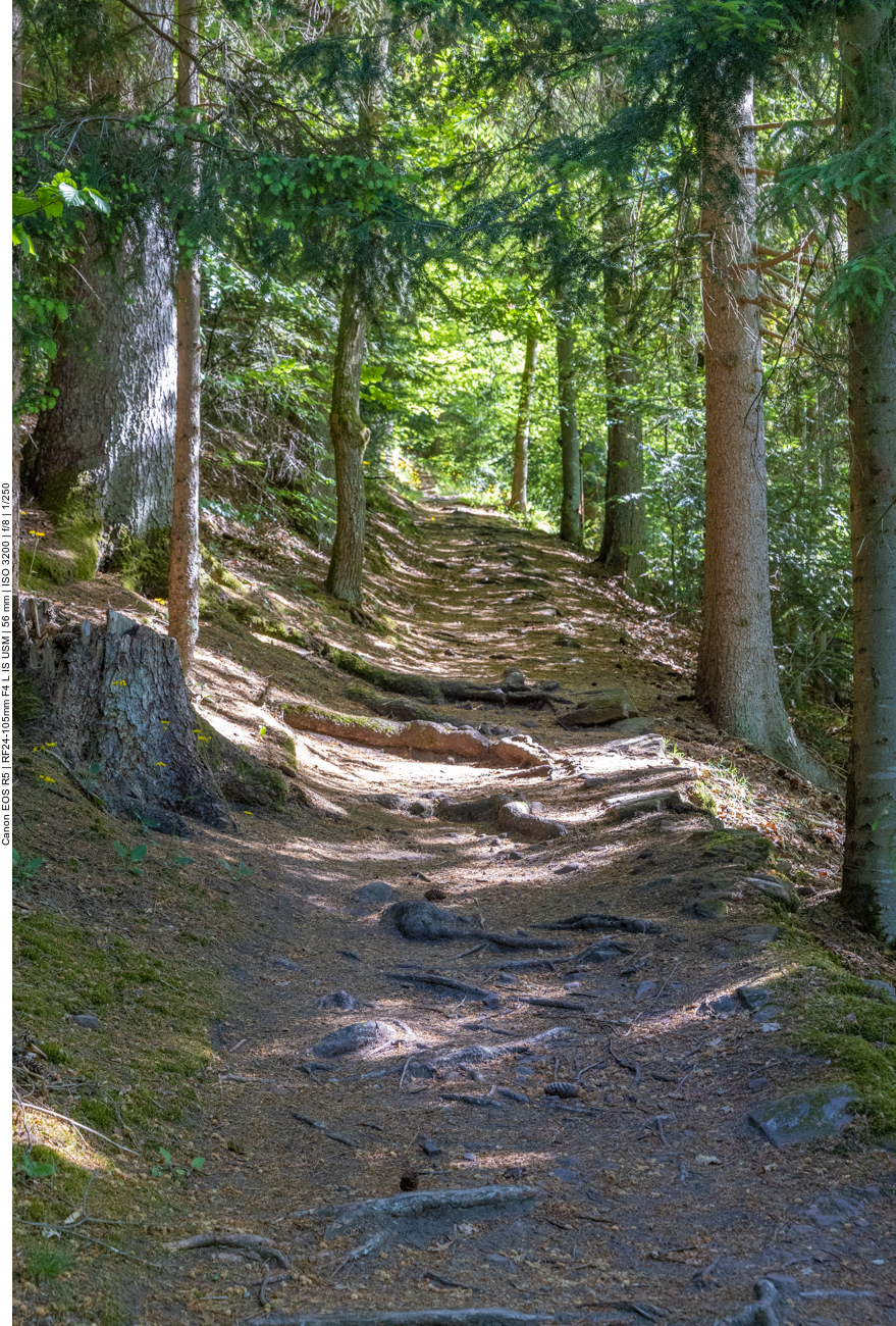Wurzeliger Waldweg