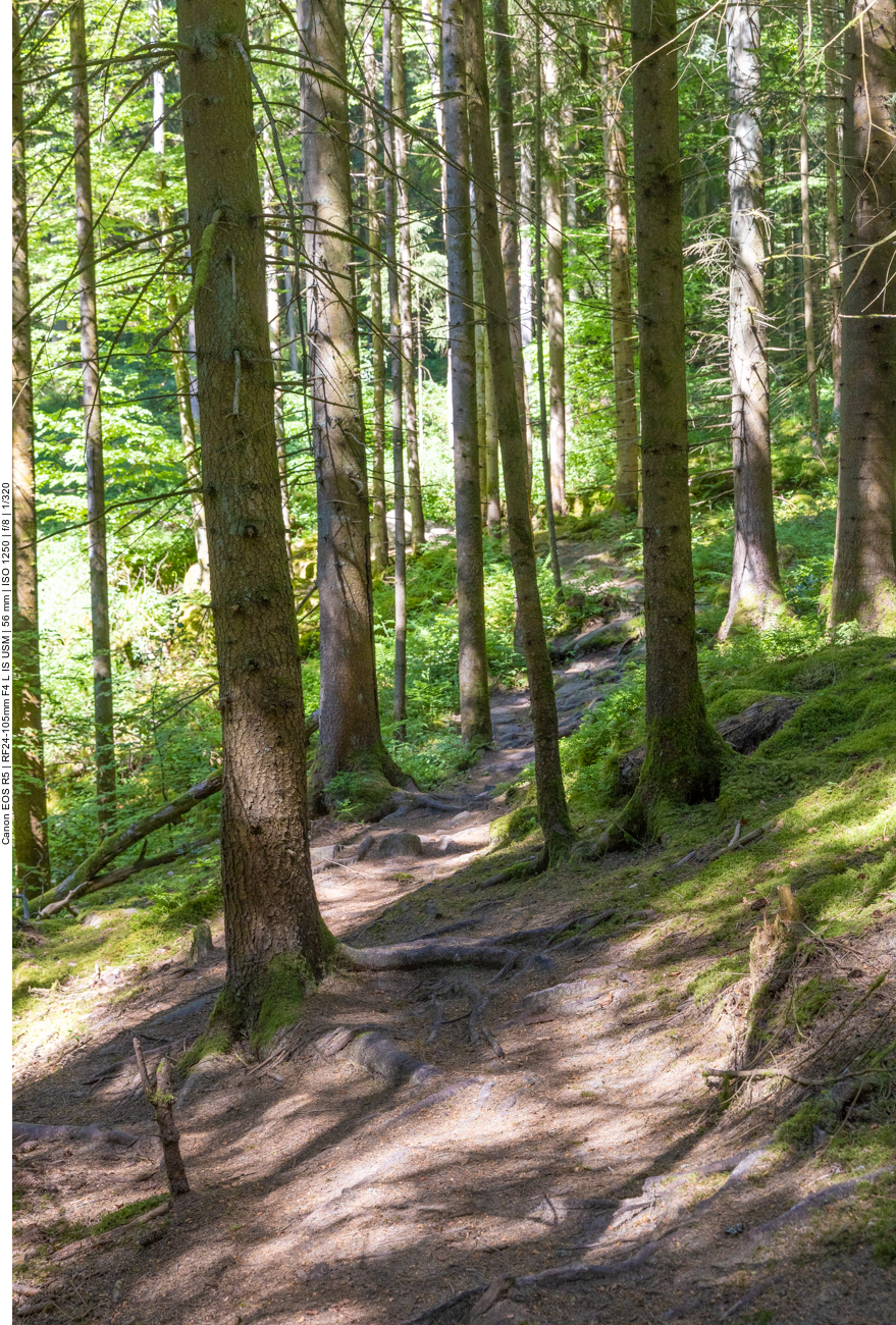 Wurzeliger Waldweg