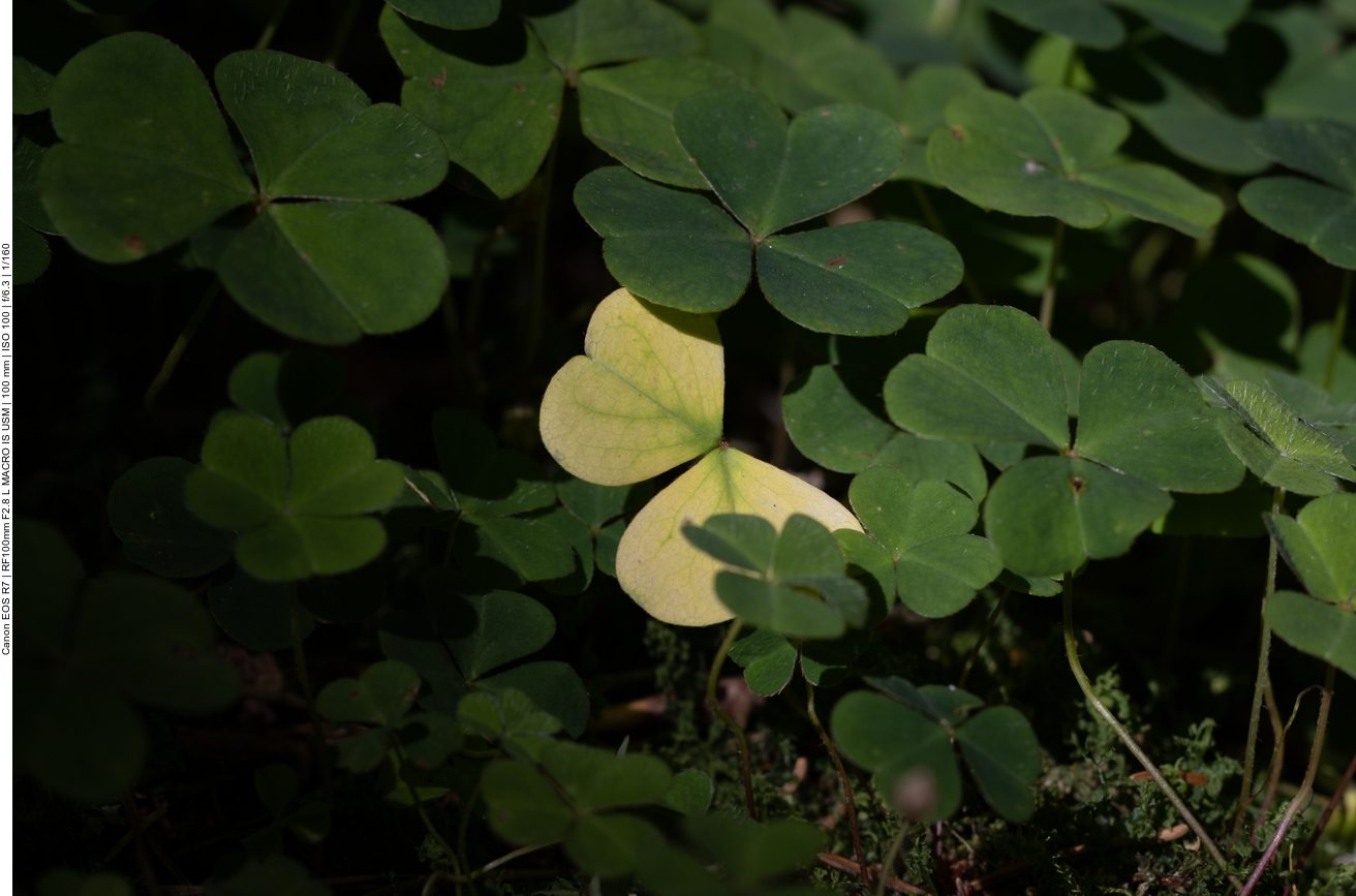 Lichtblick im Wald