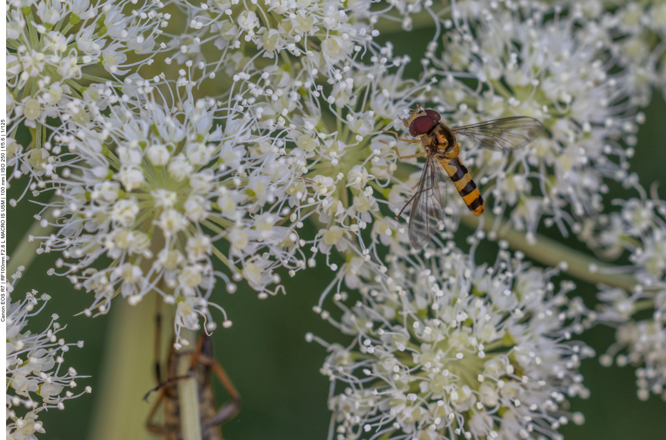 Schwebfliege