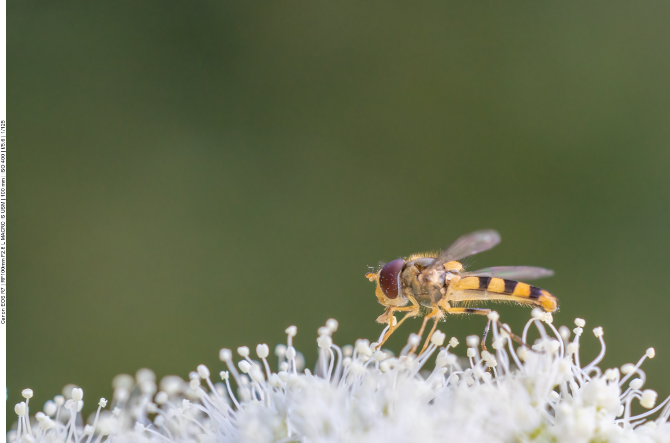 Schwebfliege
