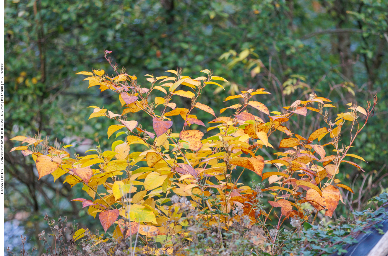 Buntes Herbstlaub in der Nähe ...