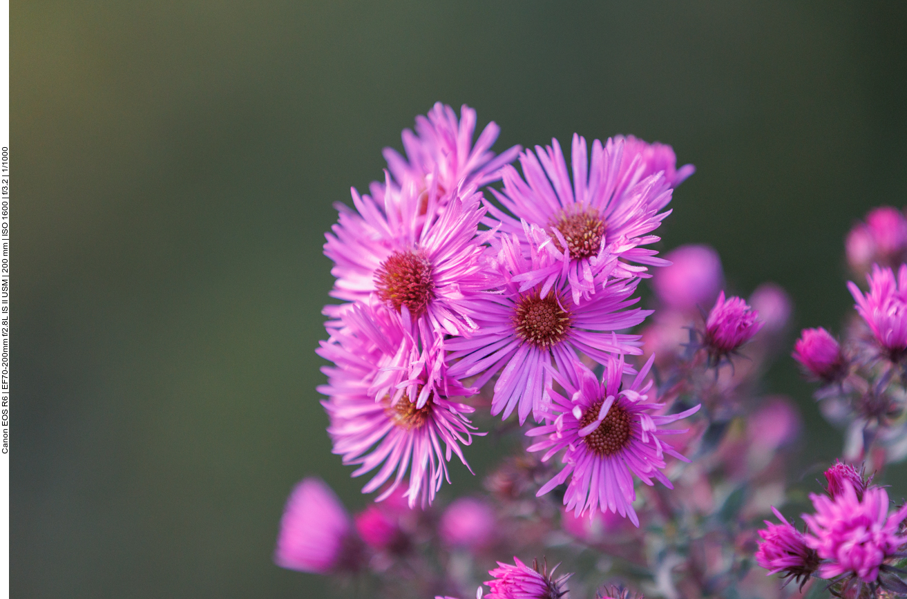 Raublatt-Aster [Symphyotrichum novae-angliae] auch Neuengland-Aster genannt