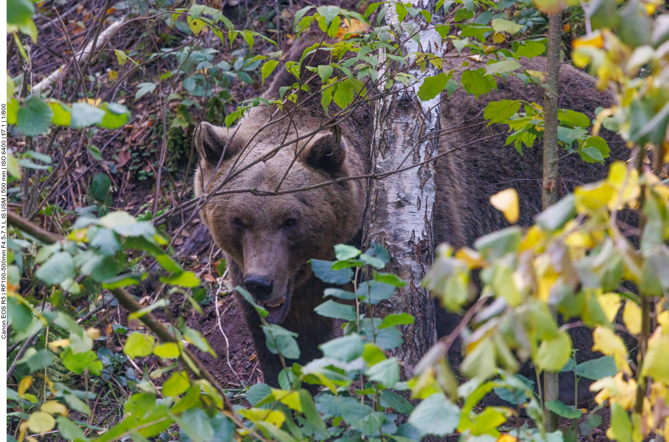 Der erste Bär traucht auf