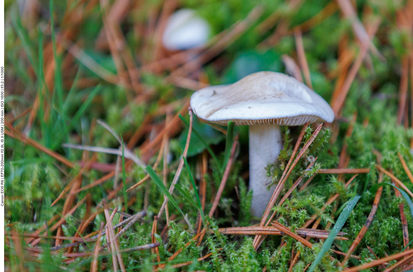 Pilz im Moos