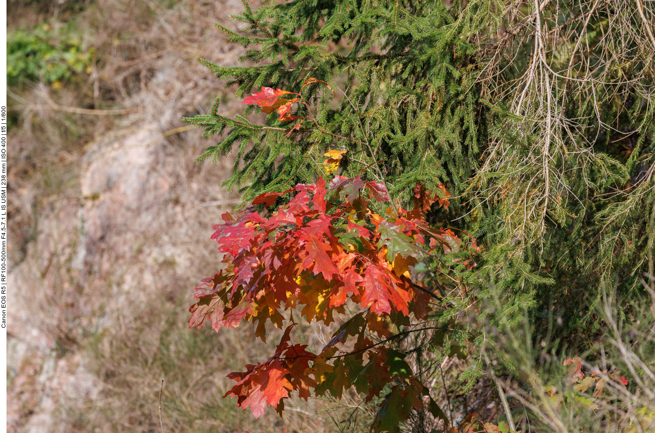 Herbstlaub