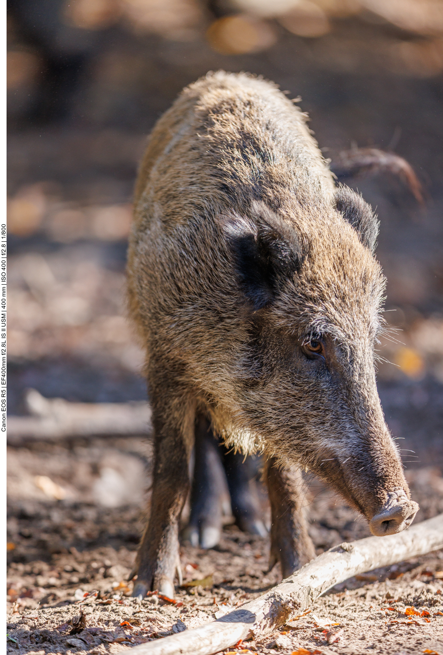 Junges Wildschwein