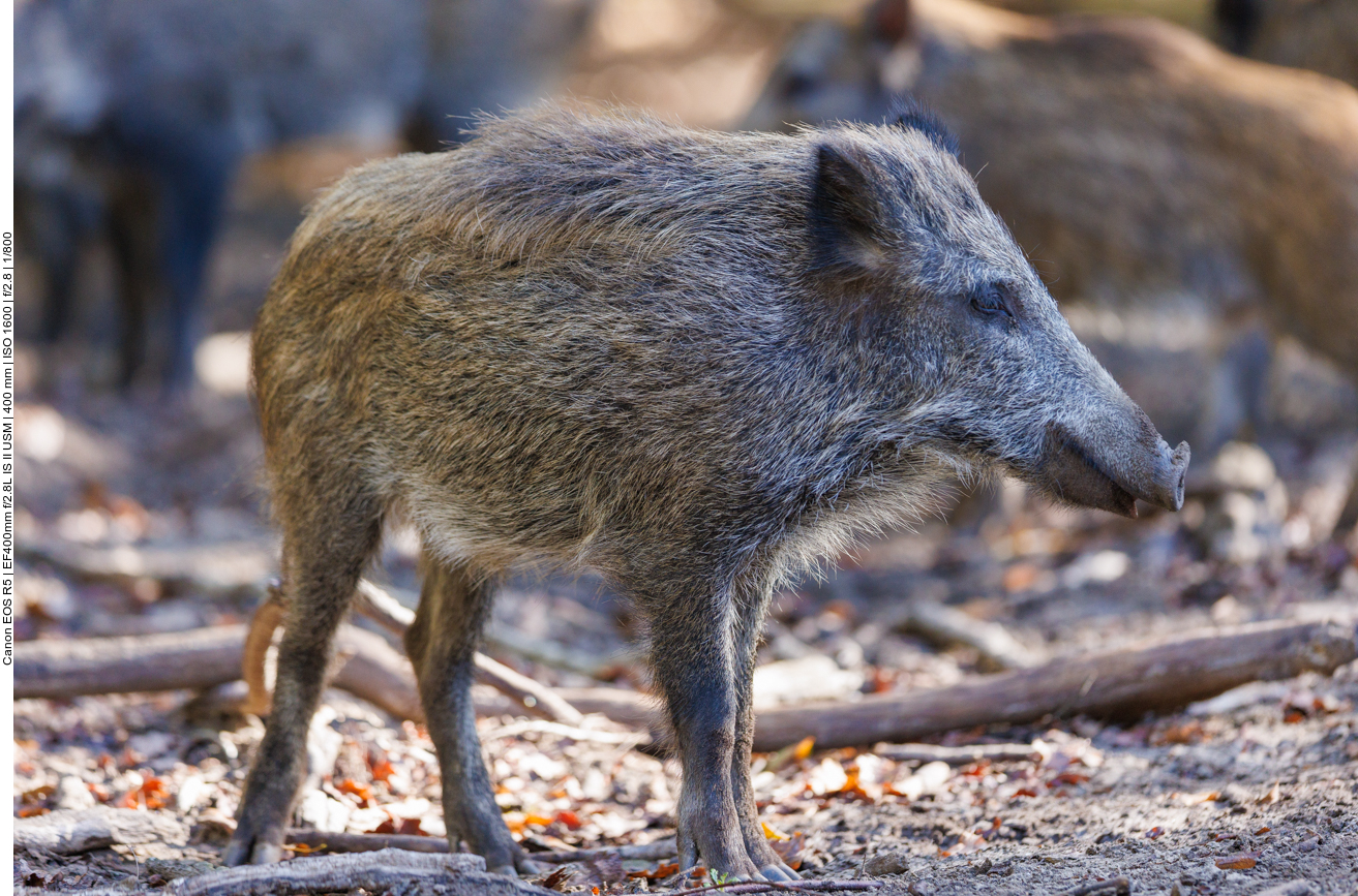 Junges Wildschwein