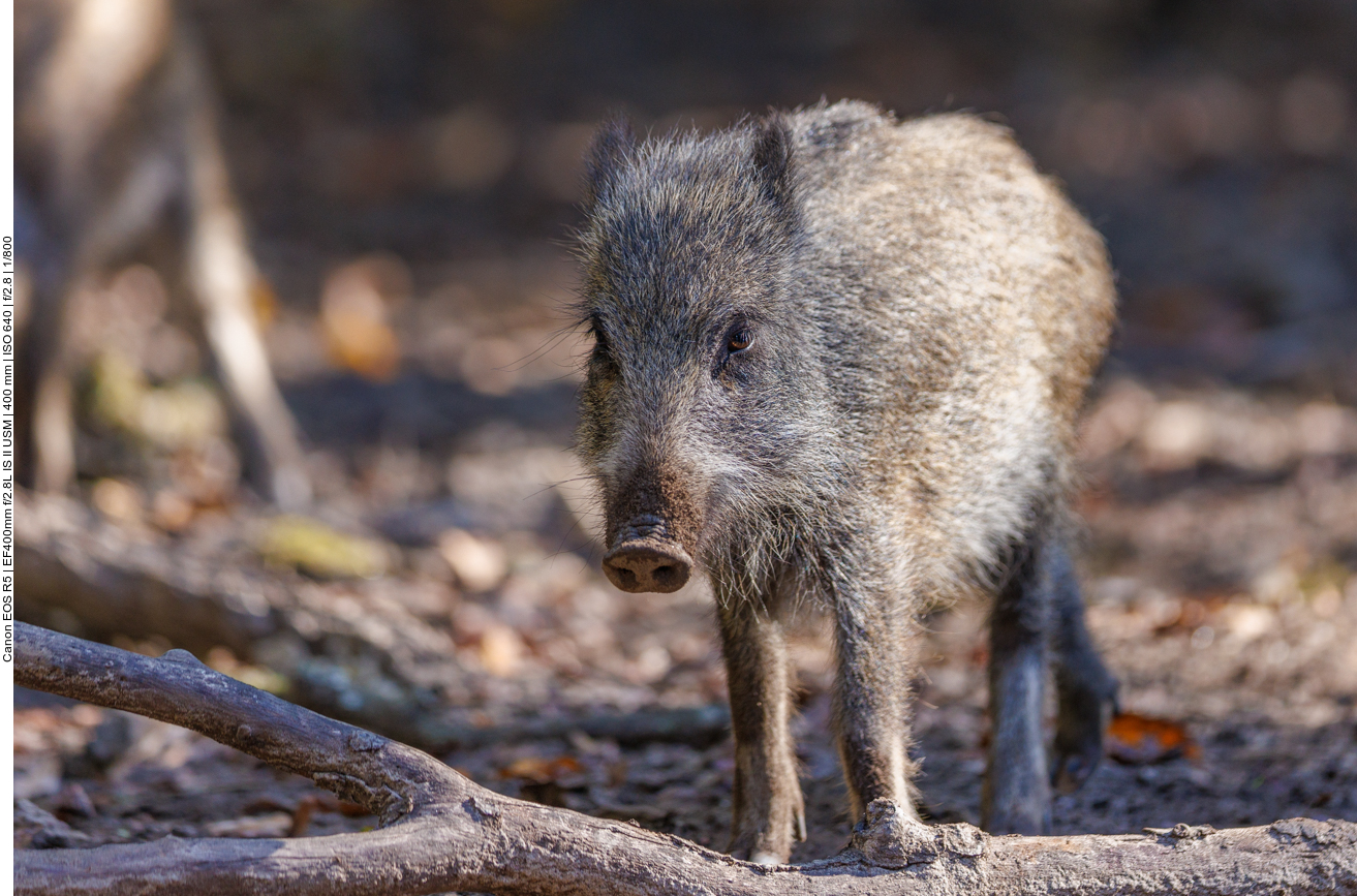 Ganz junges Wildschwein