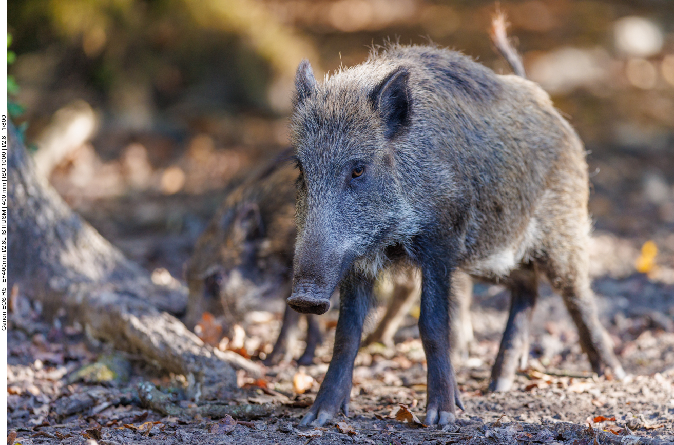 Ganz junges Wildschwein