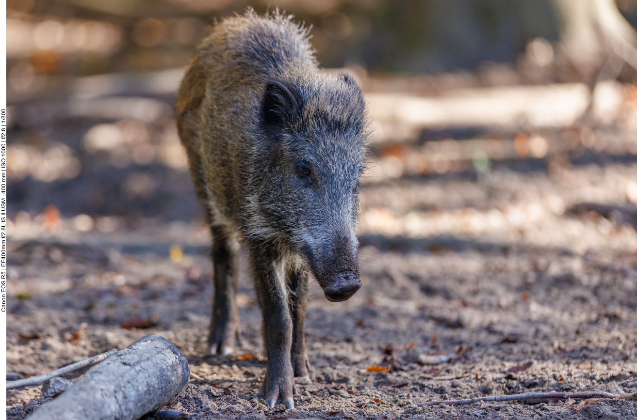 Junges Wildschwein