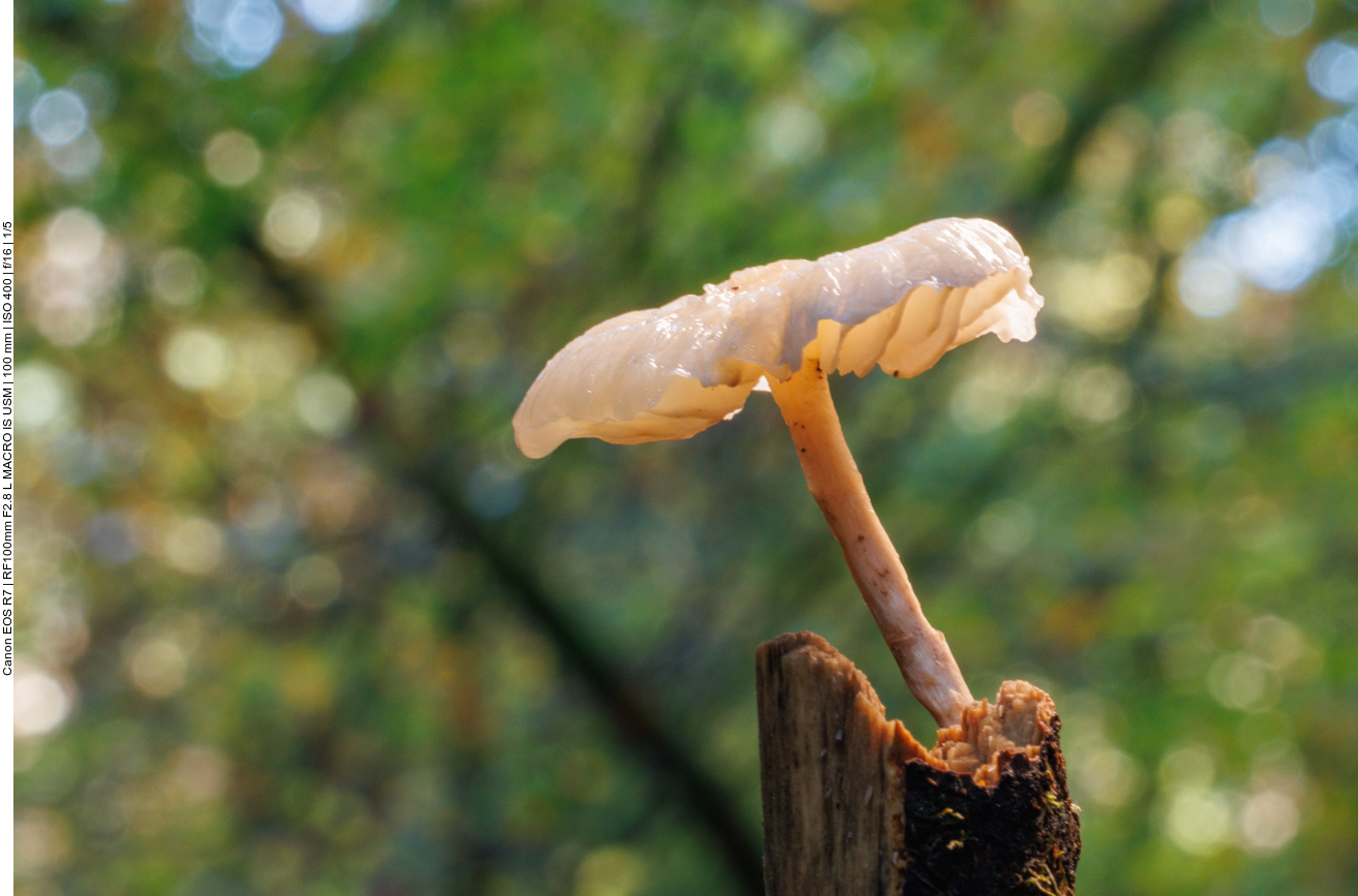 Einsamer Pilz