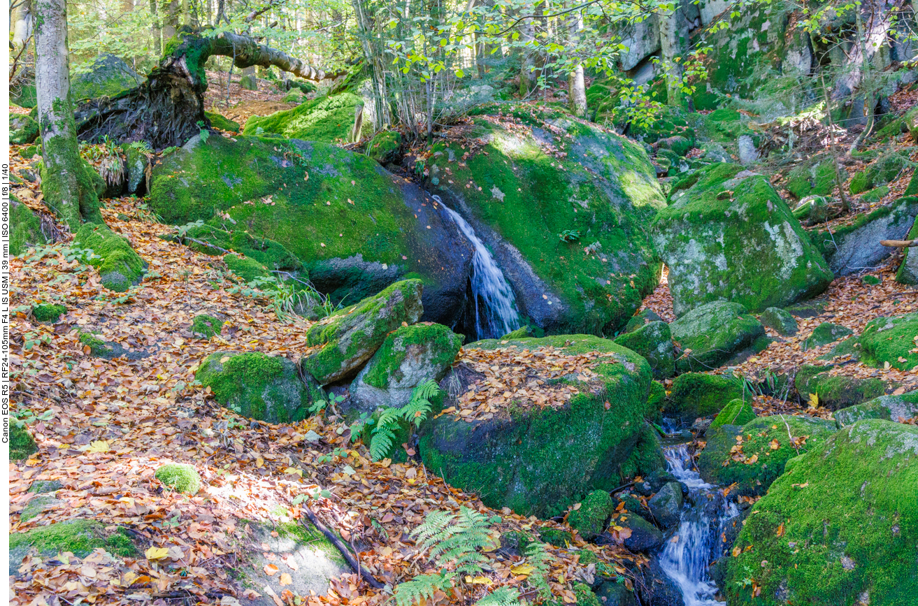 Bächlein im Wald