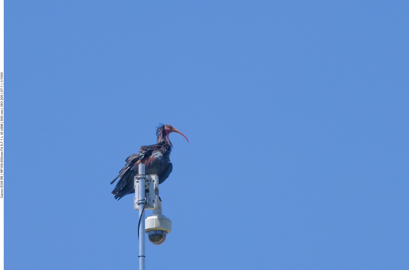 Waldrapp auf der Überwachungskamera der Brutkolonie