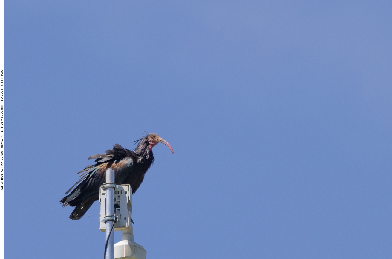 Waldrapp auf der Überwachungskamera der Brutkolonie