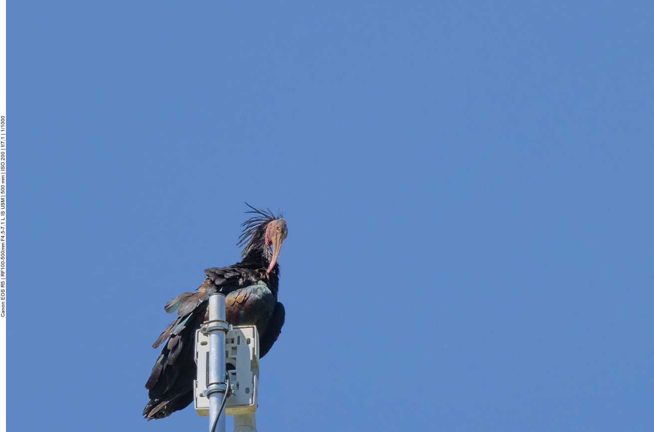 Waldrapp auf der Überwachungskamera der Brutkolonie
