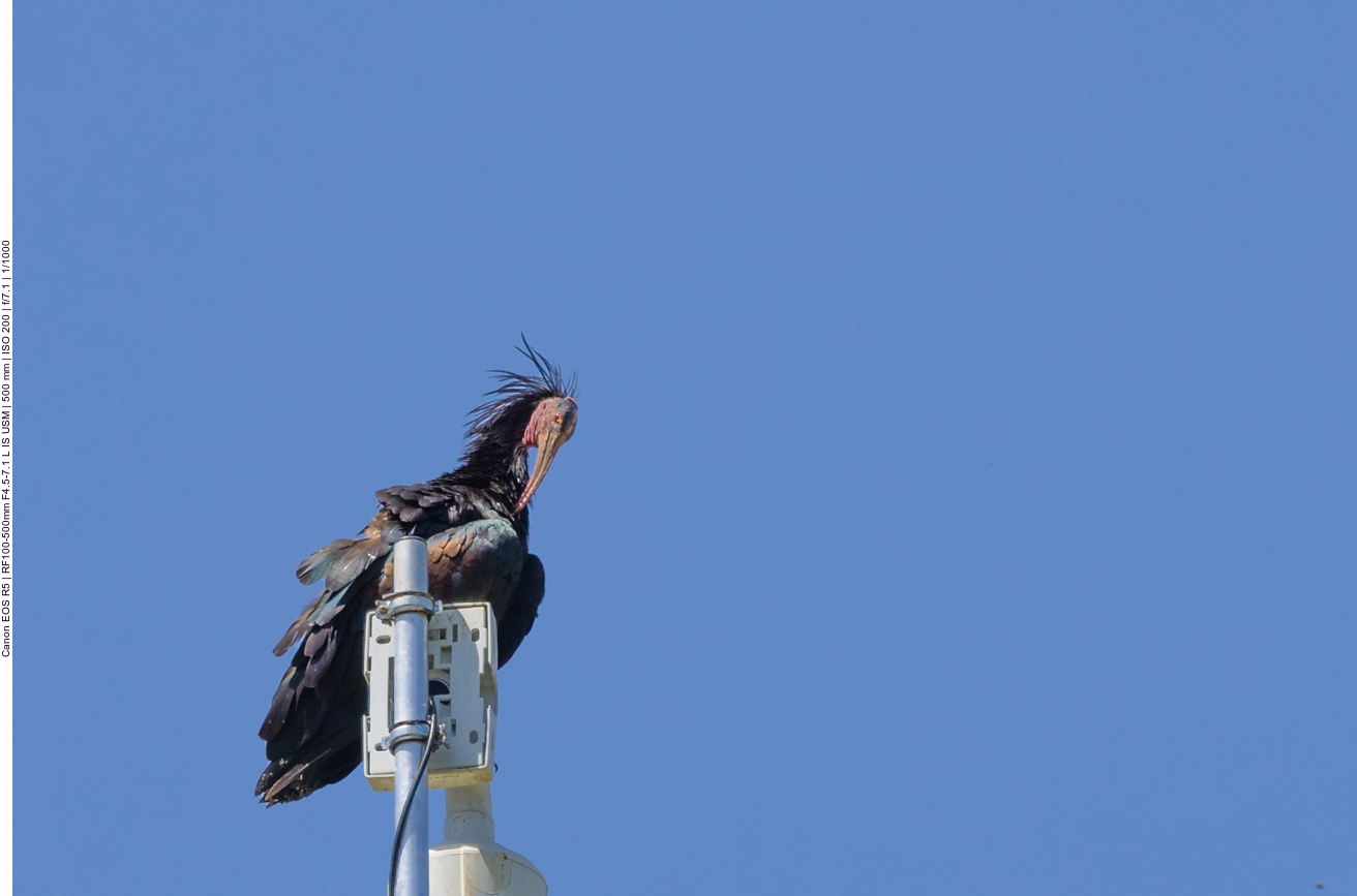 Waldrapp auf der Überwachungskamera der Brutkolonie