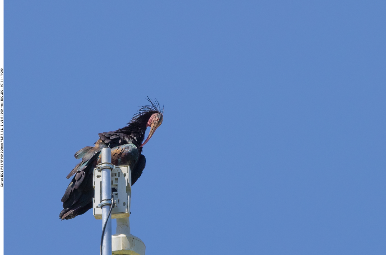 Waldrapp auf der Überwachungskamera der Brutkolonie