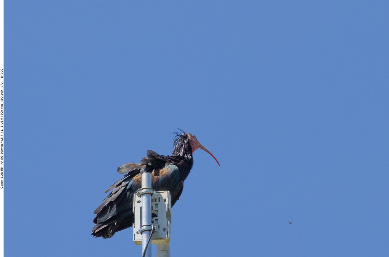 Waldrapp auf der Überwachungskamera der Brutkolonie
