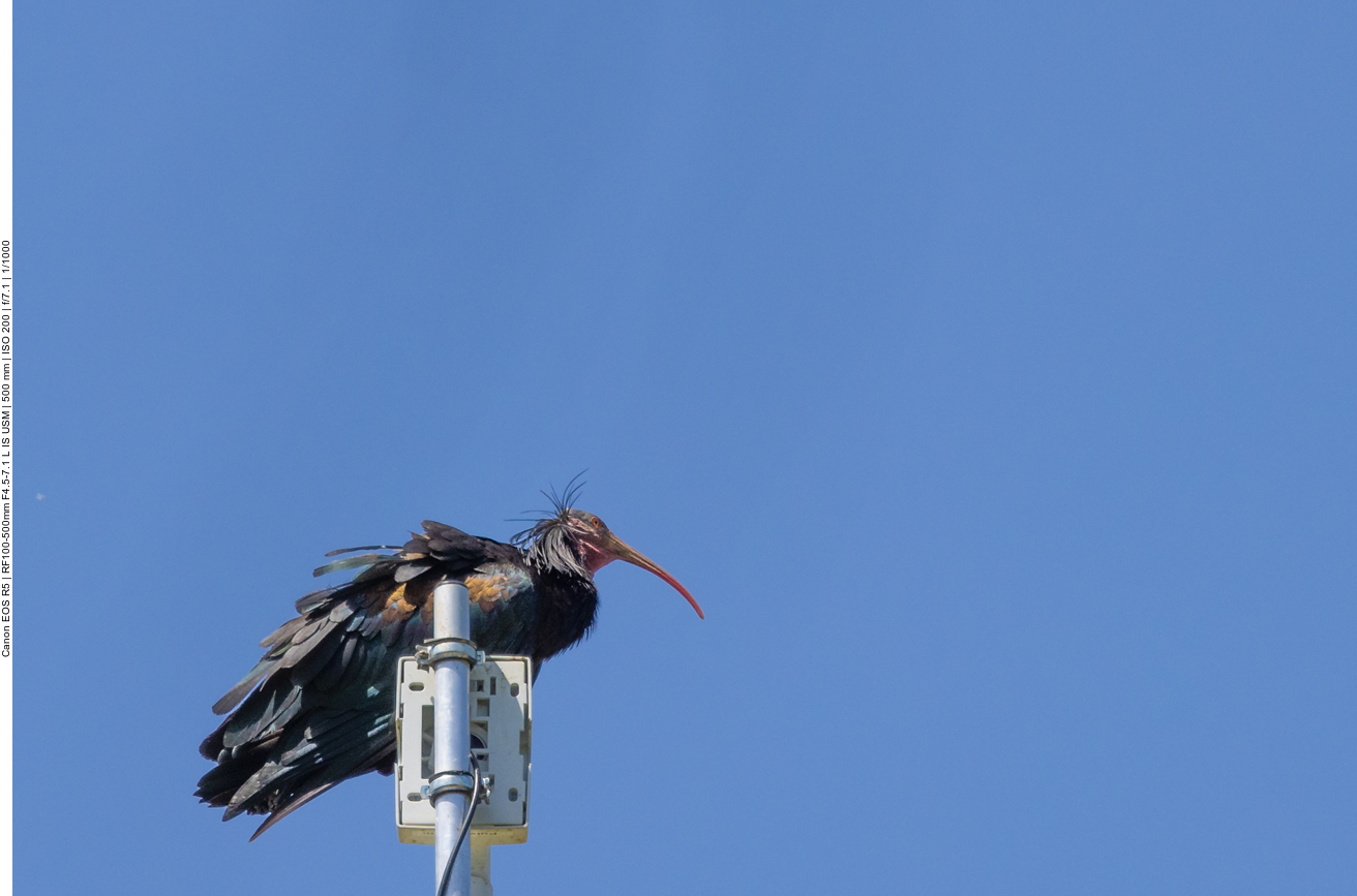Waldrapp auf der Überwachungskamera der Brutkolonie