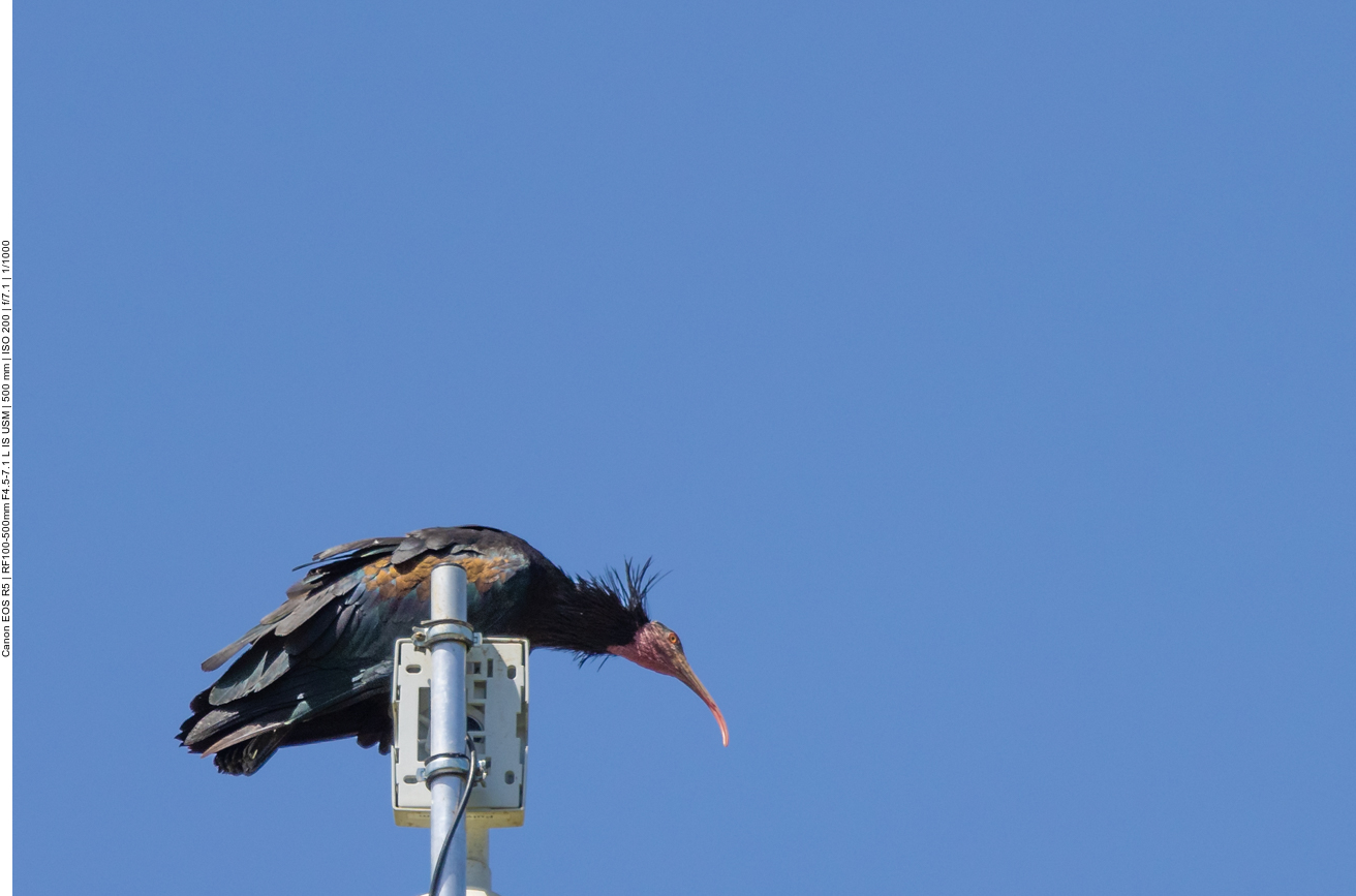 Waldrapp auf der Überwachungskamera der Brutkolonie