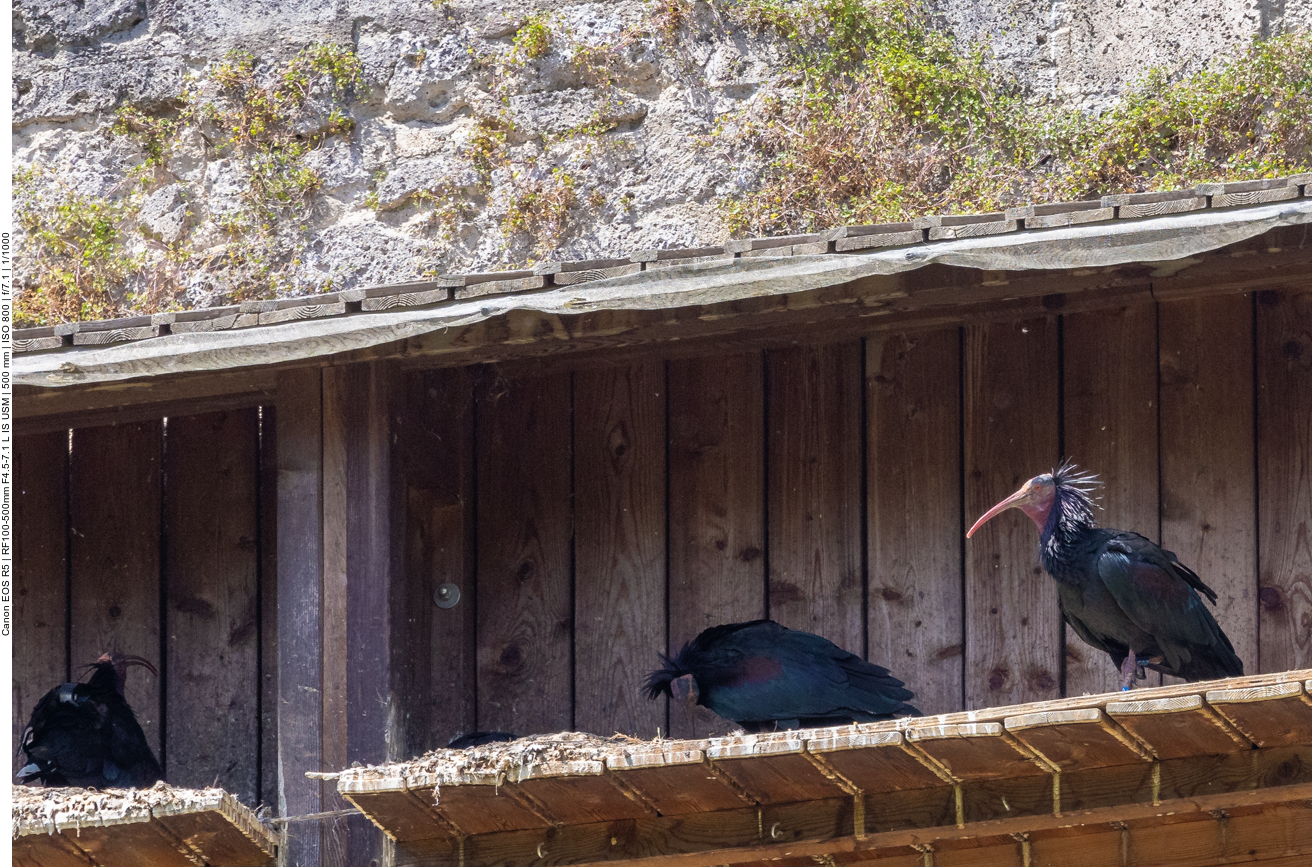 Waldrappe in der Brutkolonie