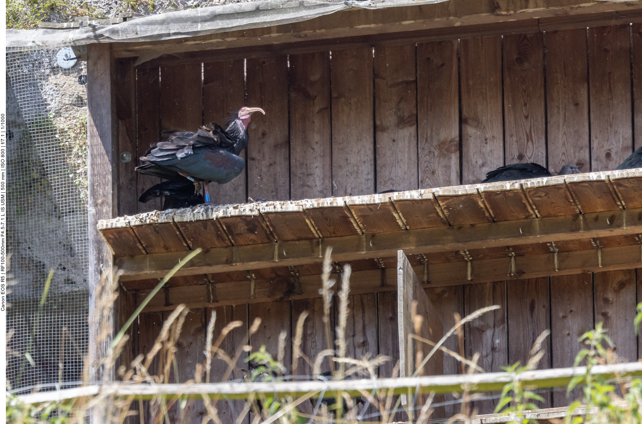 Waldrappe in der Brutkolonie