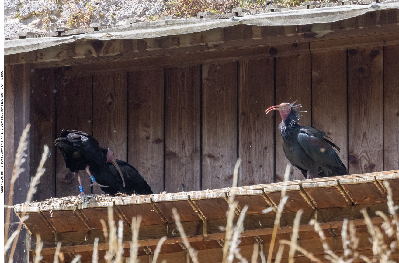 Waldrappe in der Brutkolonie