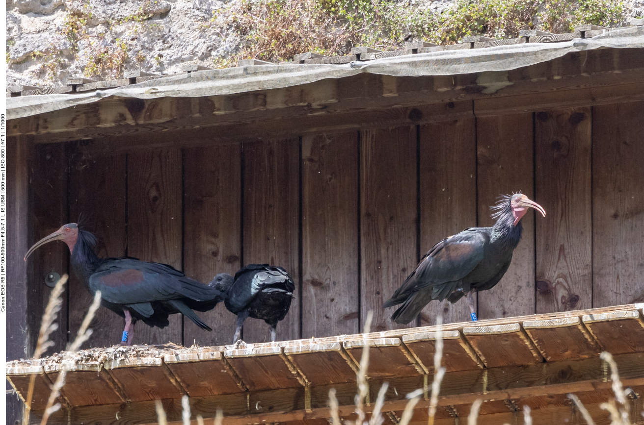 Waldrappe in der Brutkolonie