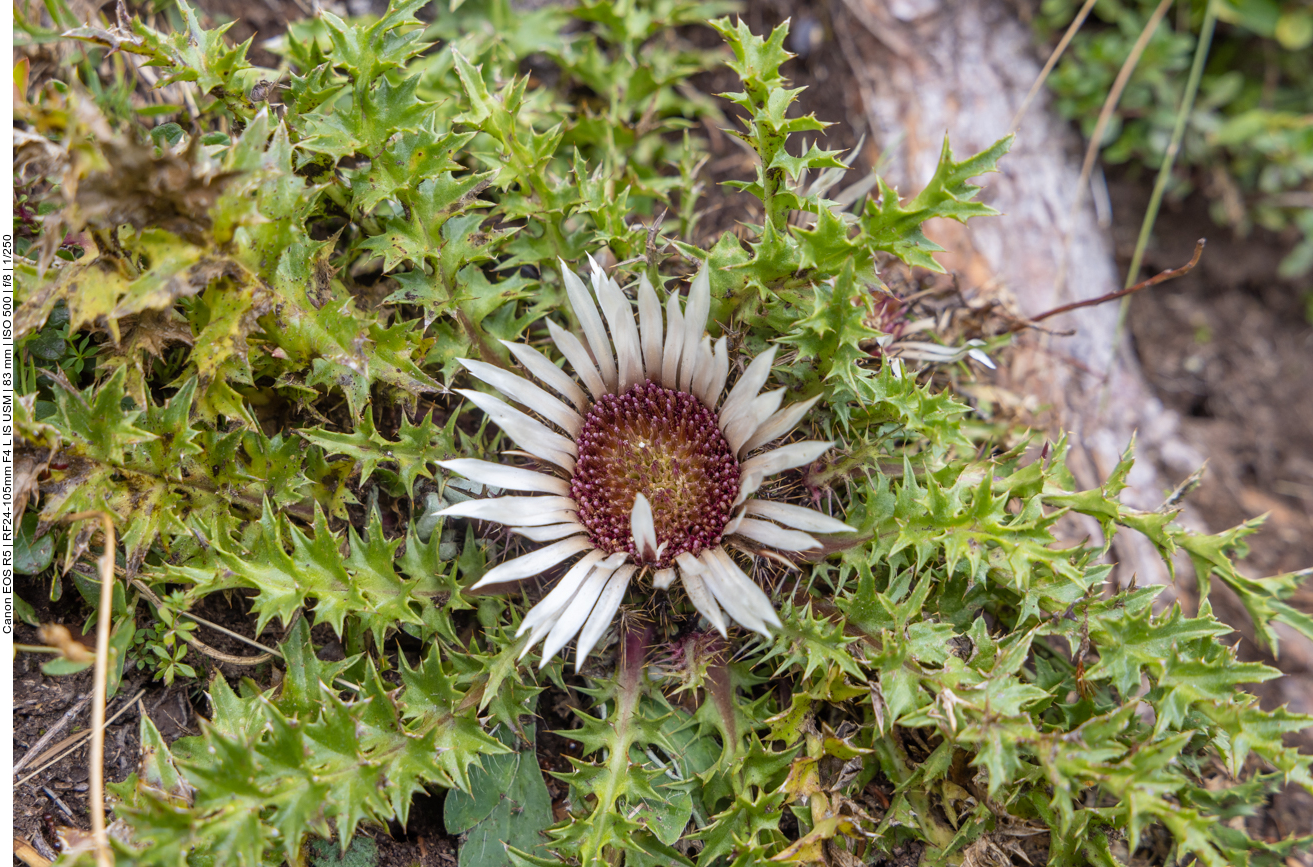 Silberdistel [Carlina acaulis]