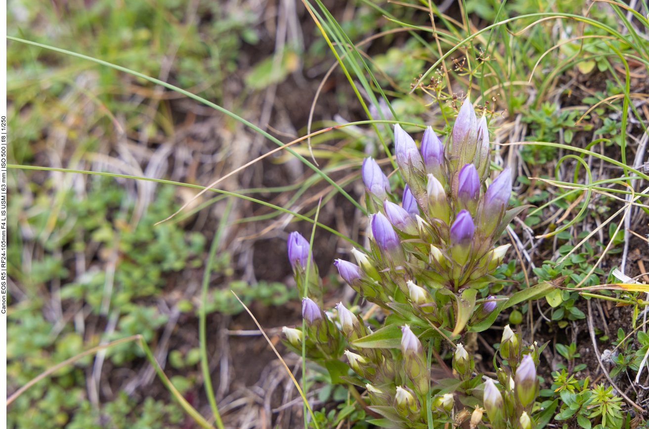 Reich&auml;stiger Enzian [Gentianella ramosa]