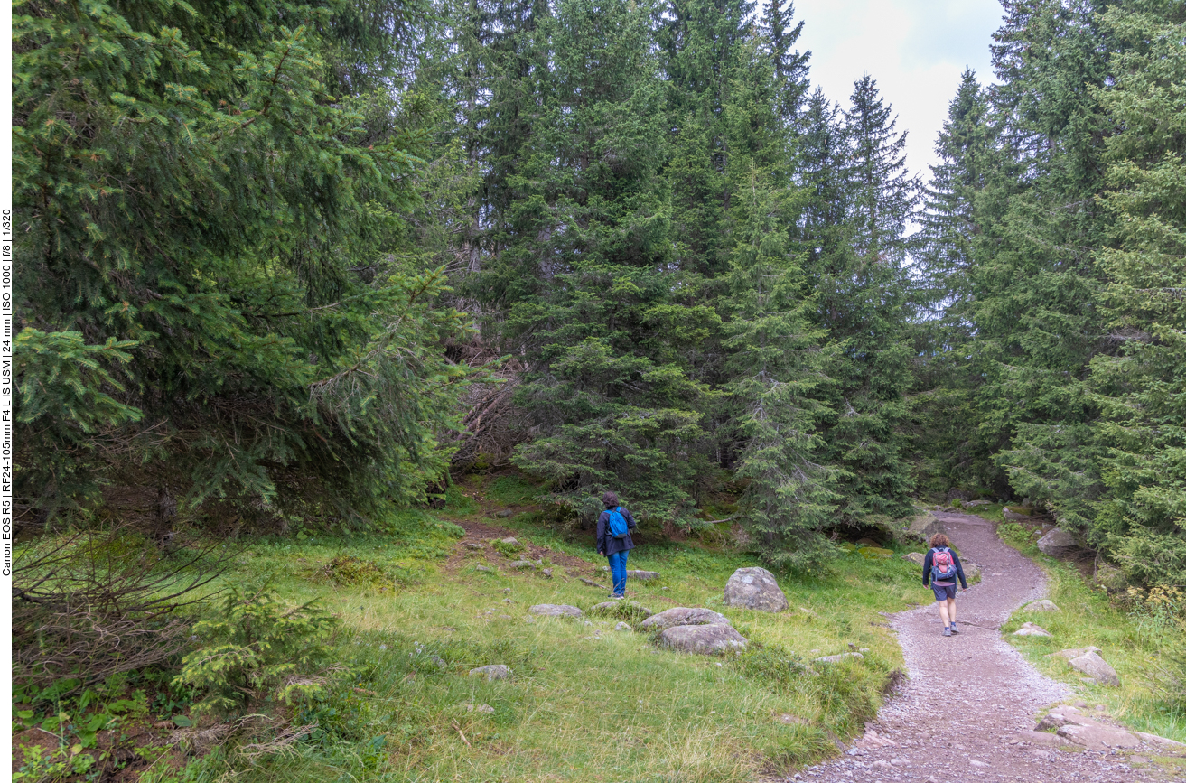 Was versteckt sich da im Wald ...?