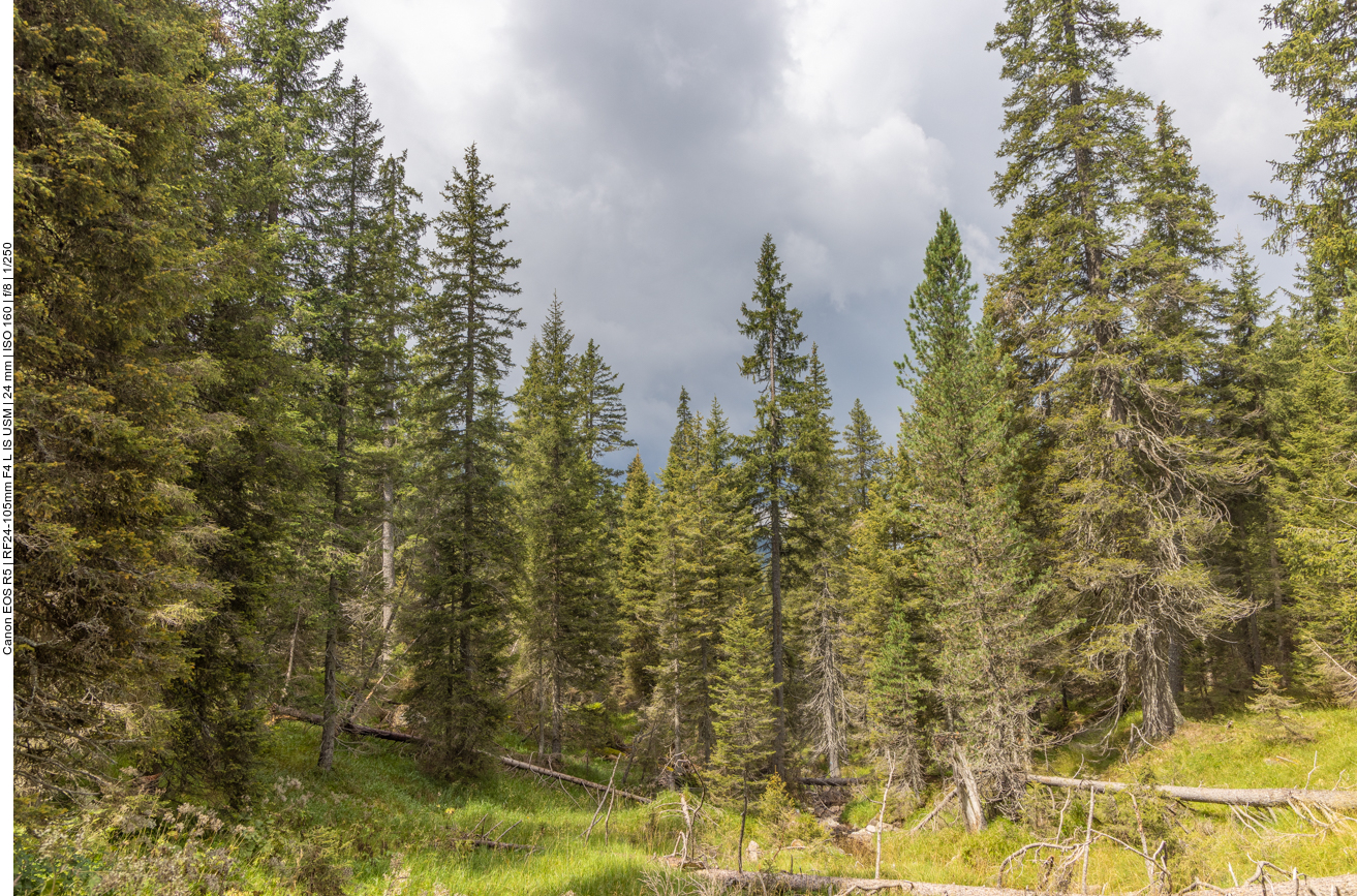 Dunkle Wolken über dem Wald ...