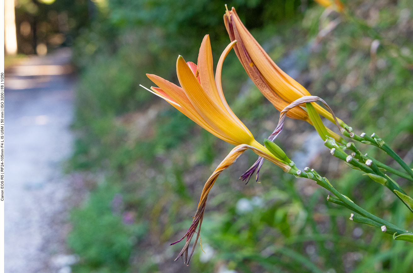 Gelbrote Taglilie [Hemerocallis fulva]