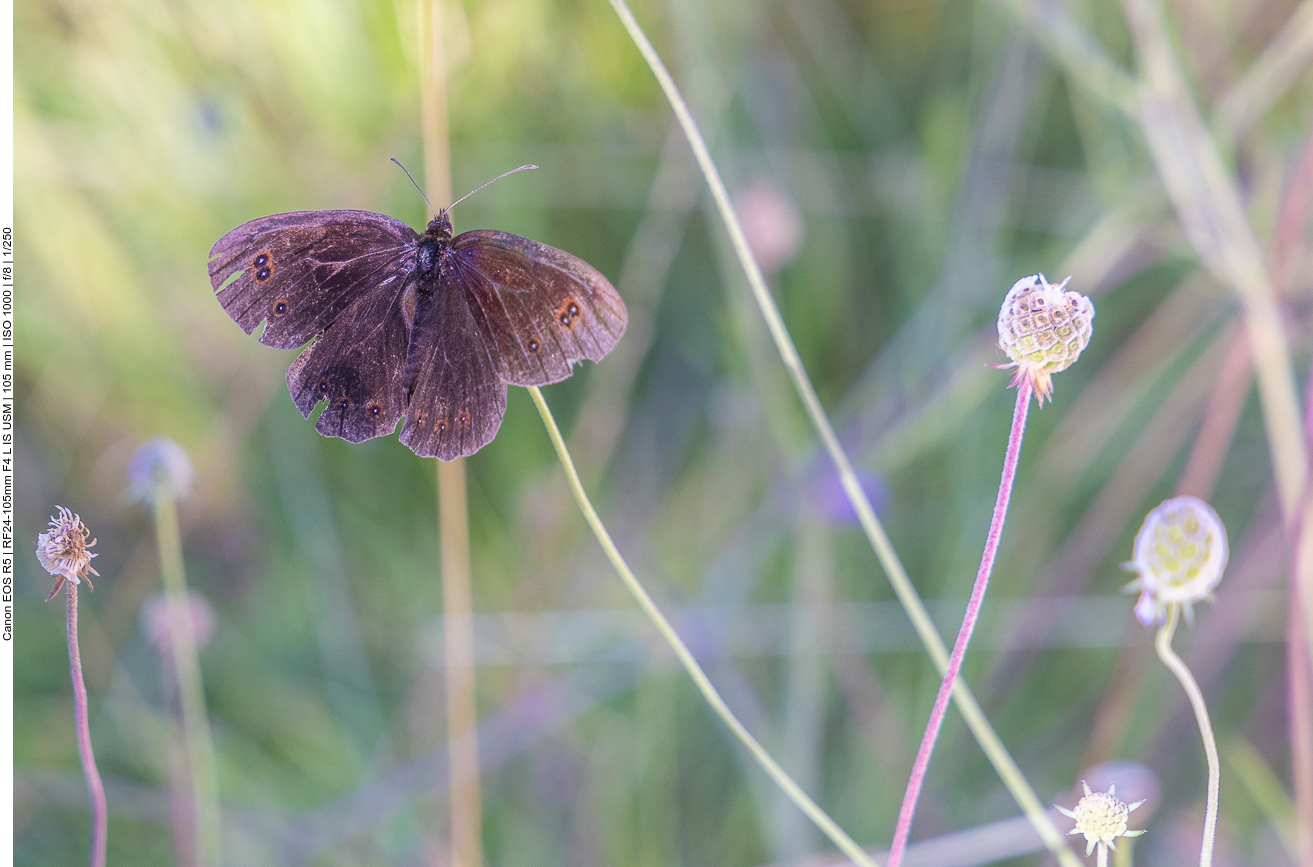 Graubindiger Mohrenfalter