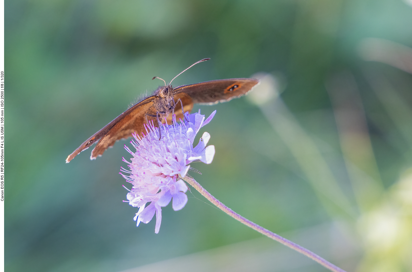 Graubindiger Mohrenfalter