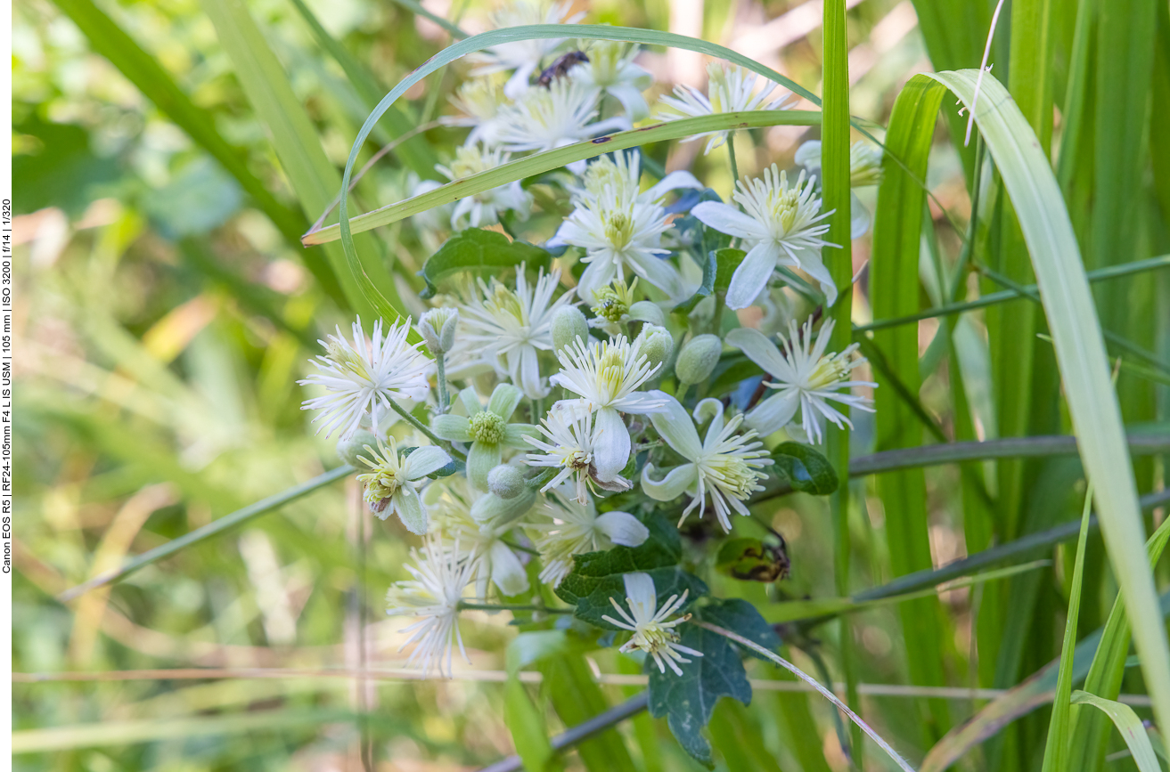 Gew&ouml;hnliche Waldrebe [Clematis vitalba]