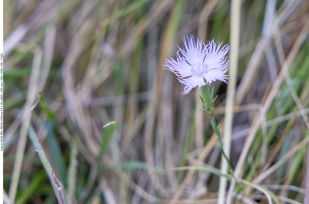 Montpellier-Nelke [Dianthus hyssopifolius]