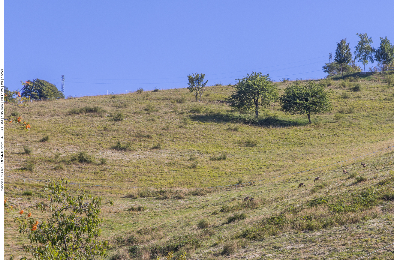 Das sind keine Ziegen, sondern Gämse