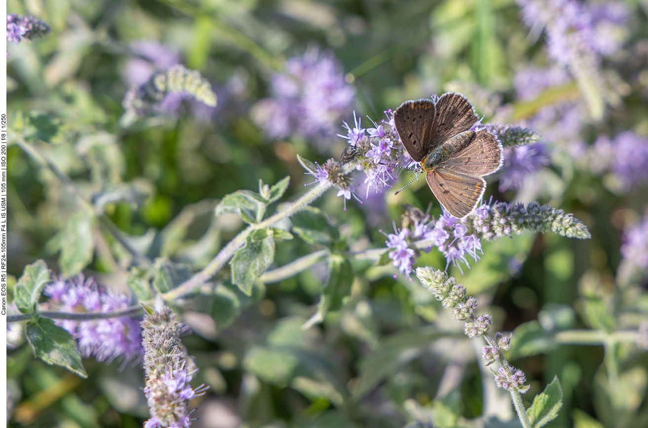 Schön, aber leider nicht bestimmt