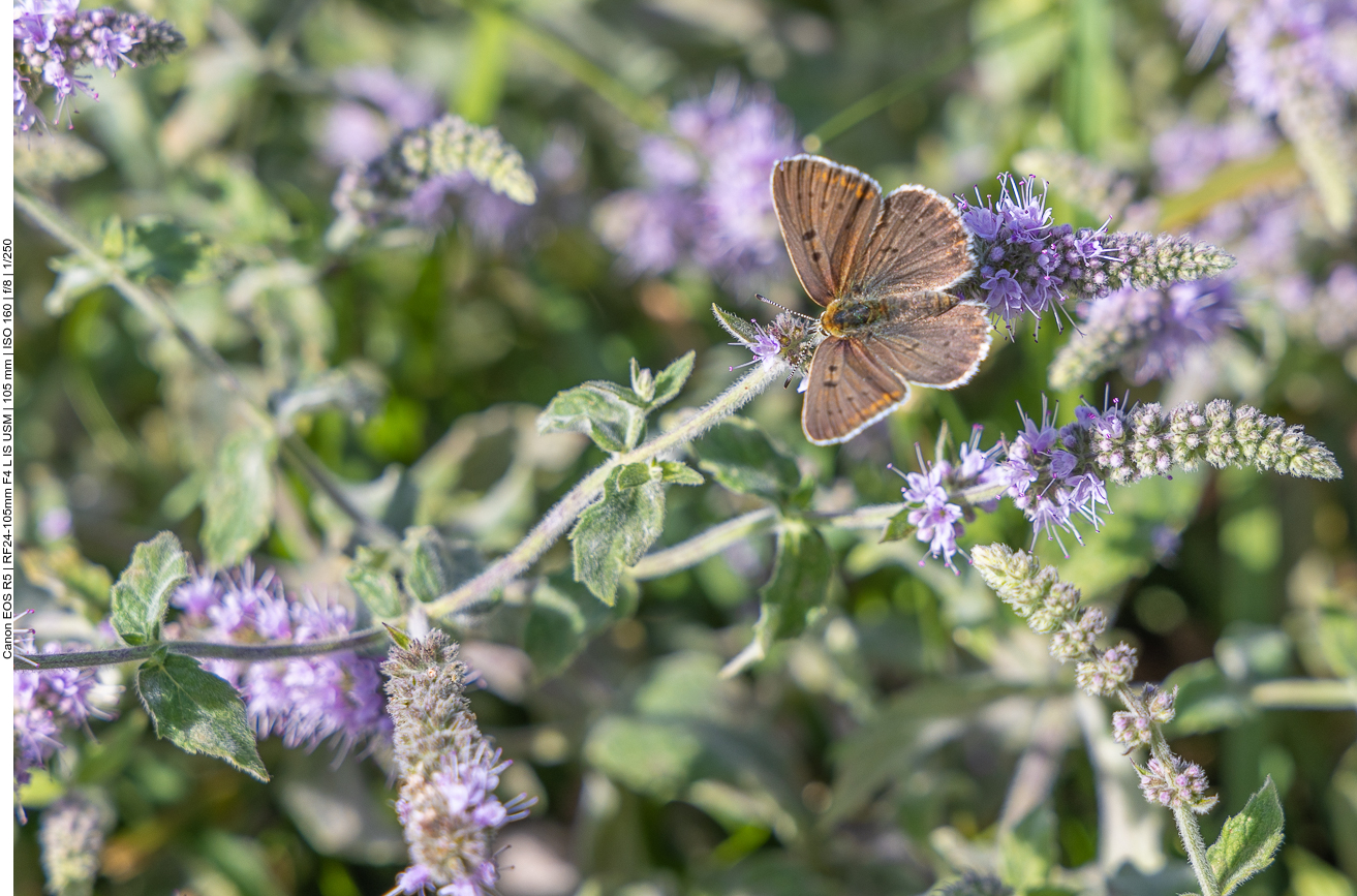 Schön, aber leider nicht bestimmt