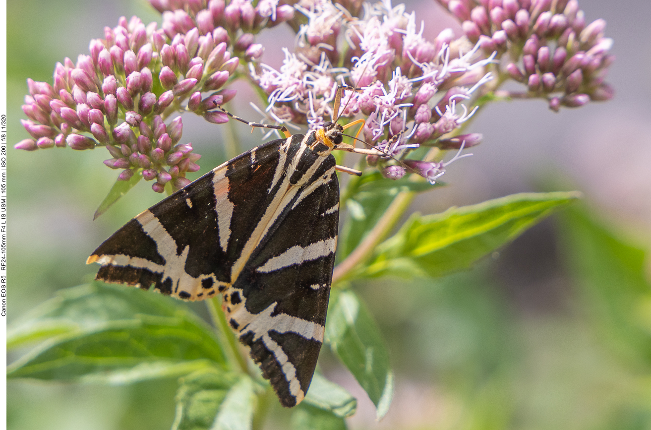 Russischer B&auml;r auf Wasserdost [Eupatorium cannabinum]