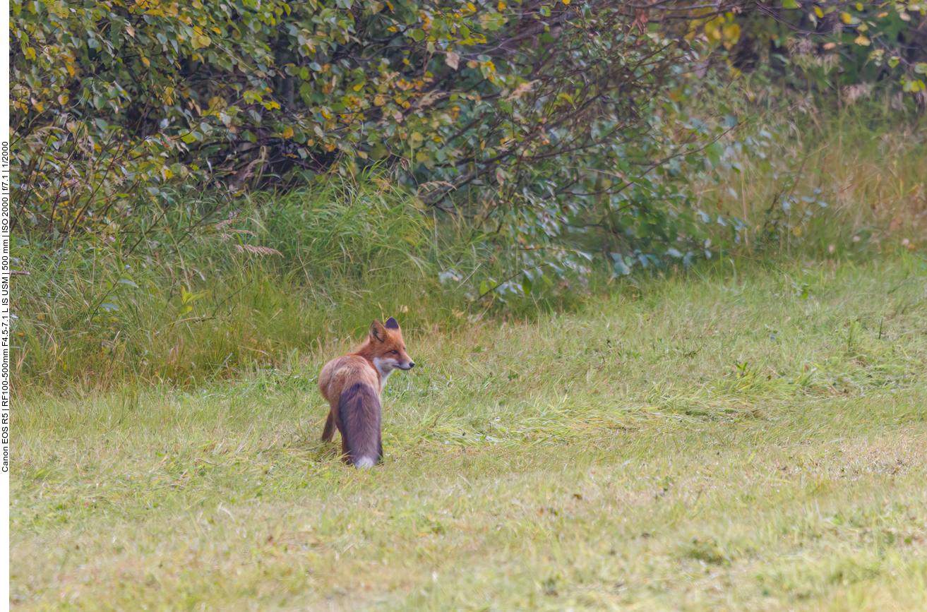Auf einer Lichtung streift ein Fuchs umher ...