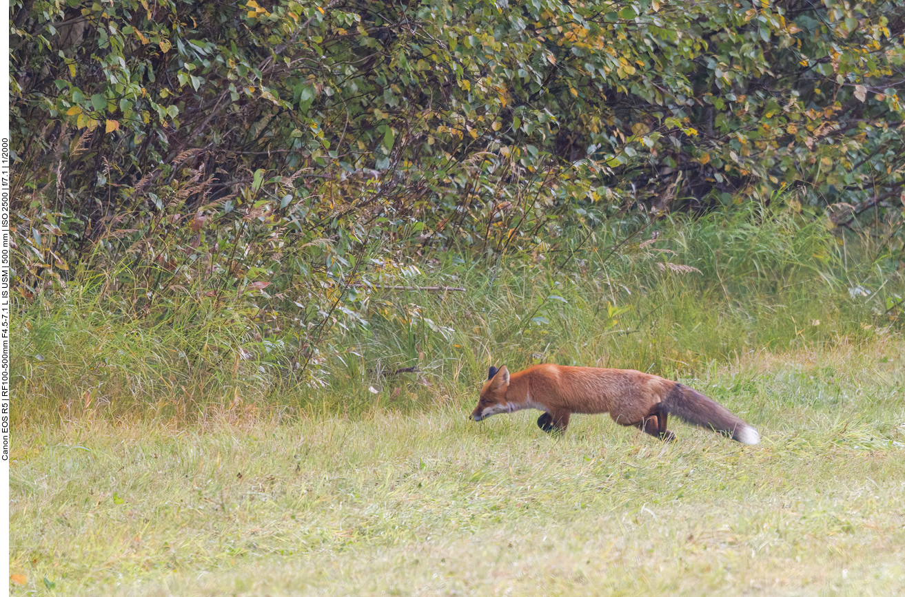 ... sucht dann aber schnell das Weite