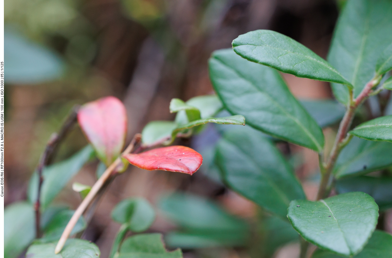 Kräftiges Rot leuchtet zwischen den grünen Blättern