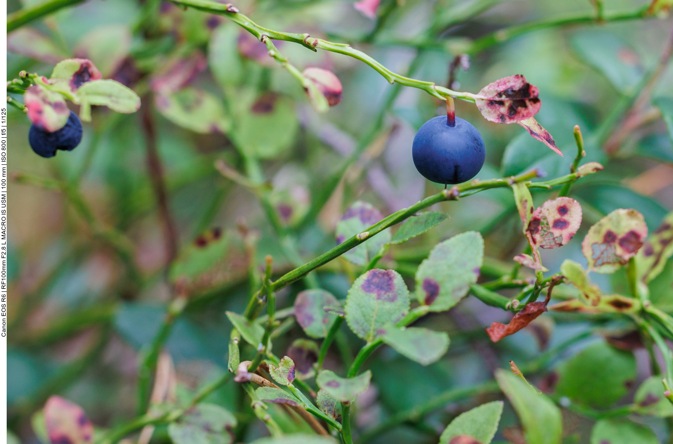 ... gibt es überall im Wald