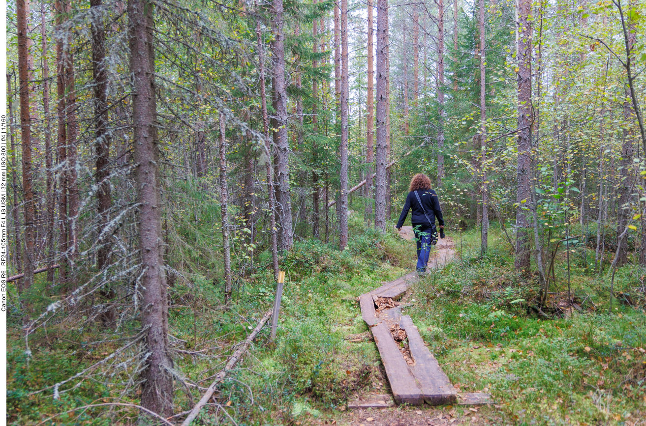 Auf einem Bohlenweg geht es über morastigem Untergrund